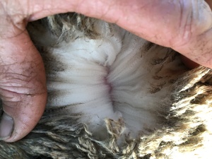 16 merino and 8 cross bred ewes