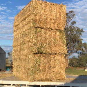 New season Canola Hay for sale