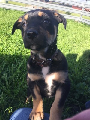 Pure Bred Kelpie Pups For Sale