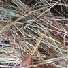 New Season Pasture Hay Rolls For Sale
