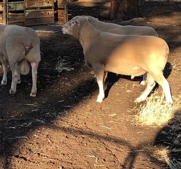 3 x Pole Dorset Rams For Sale - sold as one lot
