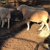 3 x Pole Dorset Rams For Sale - sold as one lot