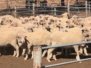 305 x Merino Ewes 4 year olds