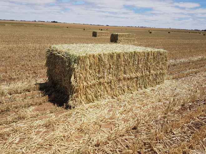New Season Wheaten Hay 640Kg's 8x4x3 Bales