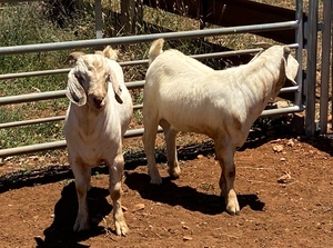 Savannah and Savannah x Boer Billies