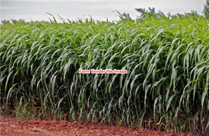 Forage Sorghum Fine Stem Minimum 1 ton Bulka Bag