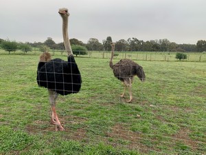 ostriches for sale