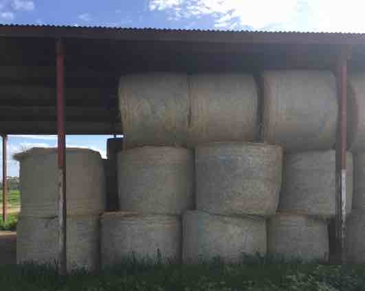 200 Rolls of Pasture Hay off Irrigation