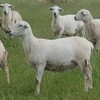 Australian White Ewes and Rams