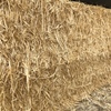Barley Straw