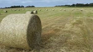 Rye/Clover round bales