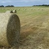 Rye/Clover round bales