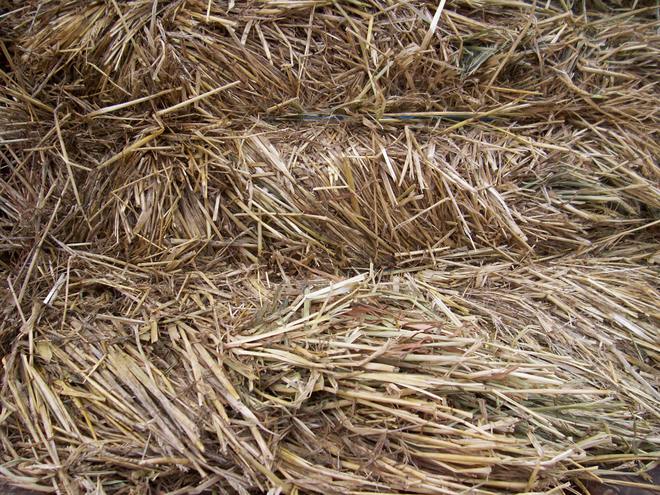 8x4x3 Barley Hay