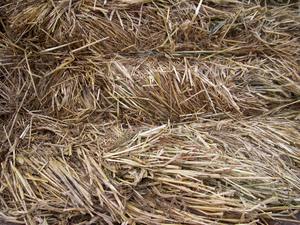 8x4x3 Barley Hay