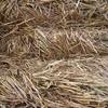 8x4x3 Barley Hay