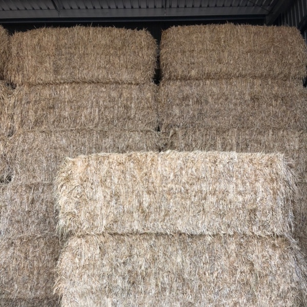Barley Hay 