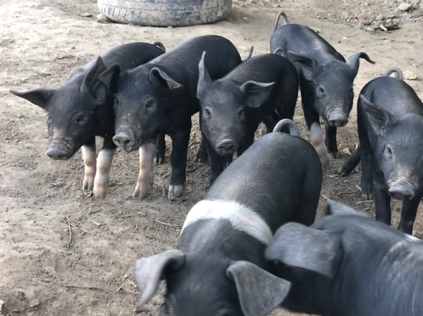 Saddleback Piglets