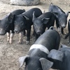 Saddleback Piglets
