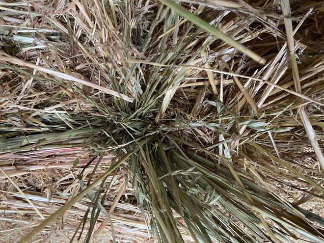 OATEN HAY 8X4X3 SHEDDED