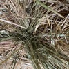 OATEN HAY 8X4X3 SHEDDED