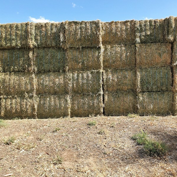 55mt Lucerne Hay 620kg 8x4x3 Bales 