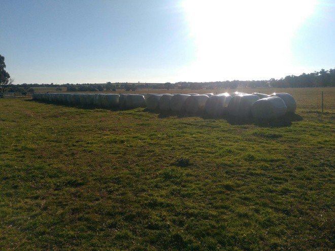 Lucerne silage 4X4 round plastic wrapped