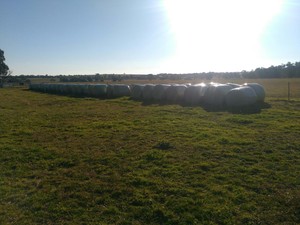 Lucerne silage 4X4 round plastic wrapped