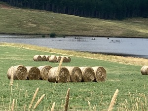 500 x Pasture Hay 5x4 Rolls