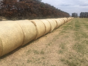 Round Bale Hay