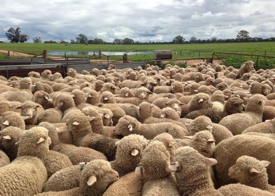 Loddon Valley District STUD MERINO Field Day Friday 26th of February 2021