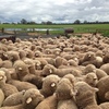 Loddon Valley District STUD MERINO Field Day Friday 26th of February 2021
