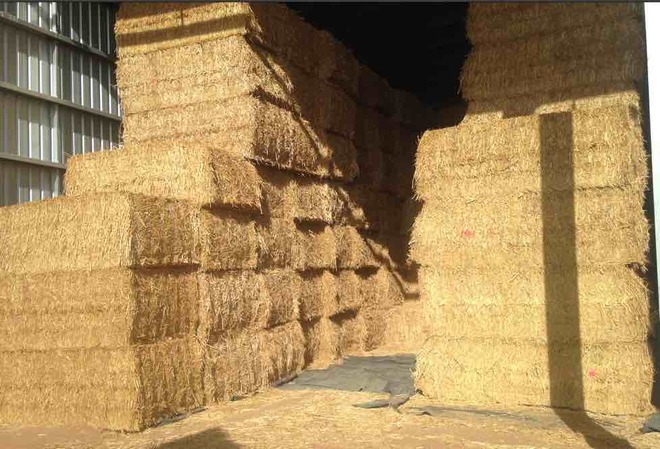 320 Bales of Canola Hay Shedded 8x4x3 