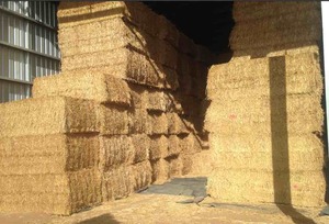 320 Bales of Canola Hay Shedded 8x4x3