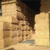 320 Bales of Canola Hay Shedded 8x4x3 