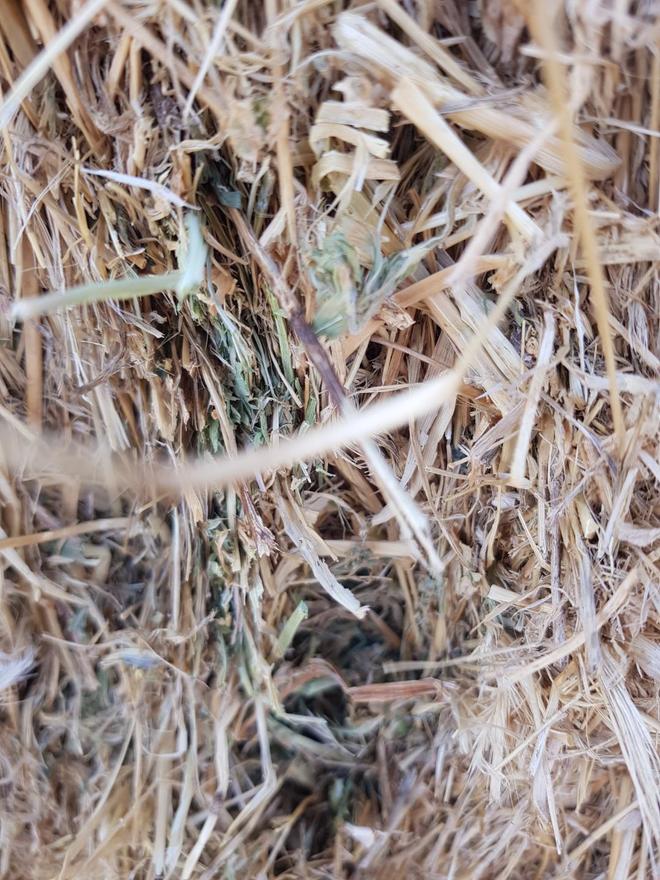 Lucerne & Grass Hay First cut