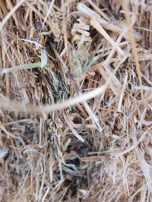 Lucerne & Grass Hay First cut
