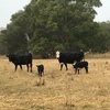 Three Angus cows with calves at foot