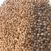 200/mt Feed Lentils For Sale