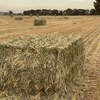 Wheaten Hay 8x4x3 Bales 'New Season'