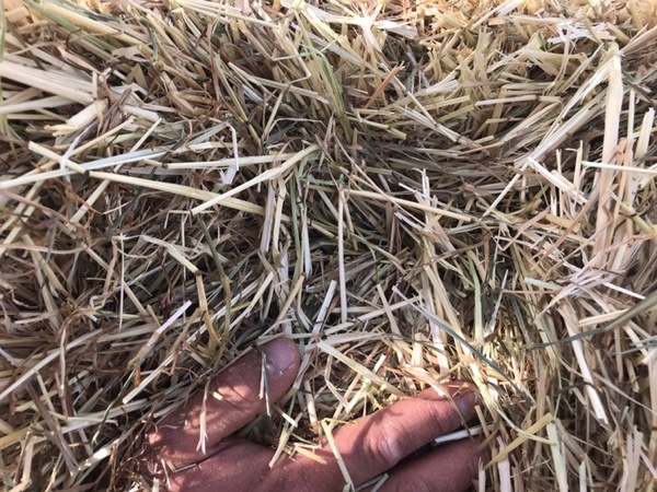 Small squares hay rye/clover