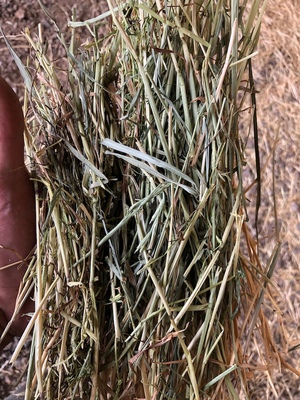 250mt Ryegrass/Clover Hay 640kg 8x4x3 Bales