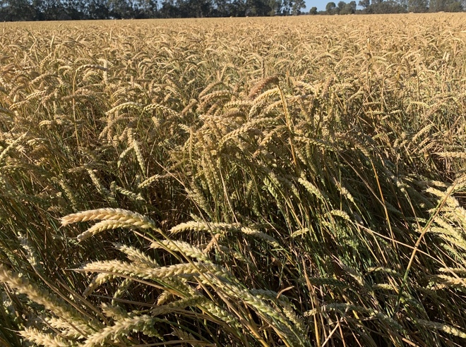 20mt Awnless Wheat Seed (Grazing/Grain Dual Purpose)