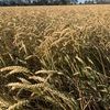 20mt Awnless Wheat Seed (Grazing/Grain Dual Purpose)