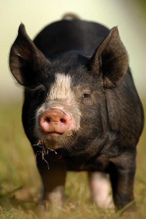 Berkshire Boar