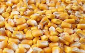400mt Feed Corn For Sale