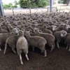 300 mixed sex second cross lambs