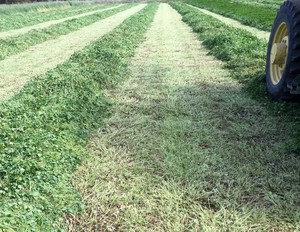 Quality Sub Clover, 5x4 Rounds, Net Wrap