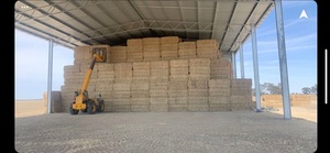 5000MT Barley Straw Shedded