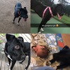 German Shepherd x puppies looking for forever homes