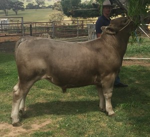 Murray Grey Bull 2 Year Old